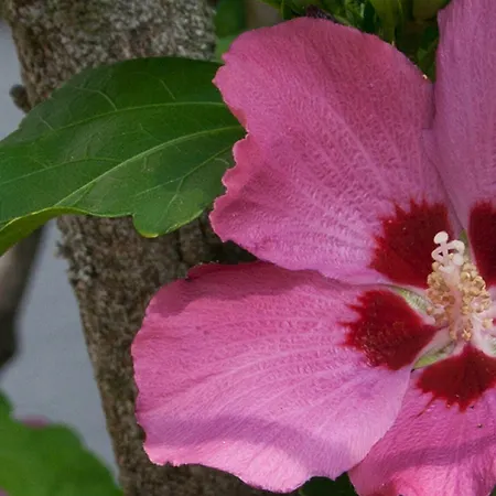 Gaestehaus Eschment 3* Bissersheim